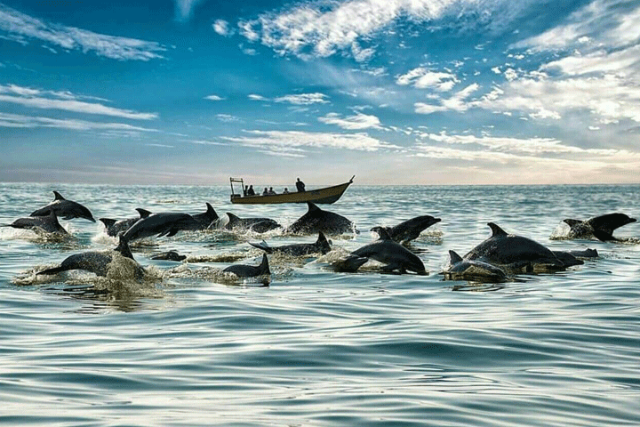 دلفین-ها-جزیره-هنگام